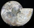 Beautiful Split Ammonite Half - Agatized #34375-1